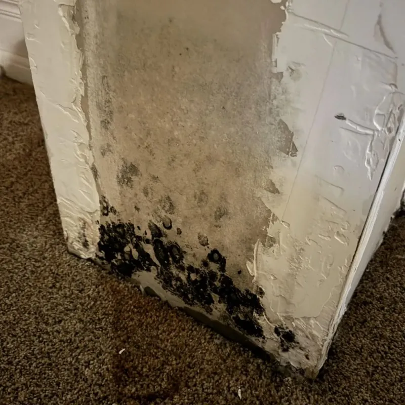 Professional Mold Removal in Corsicana, TX